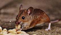 24 Hour & Emergency Exterminators in Hereford, PA